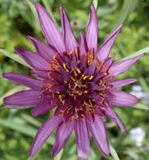 Tragopogon porrifolius